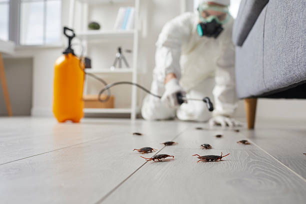 Trusted Termite Control service in Pasatiempo, CA - Nex Pest Control